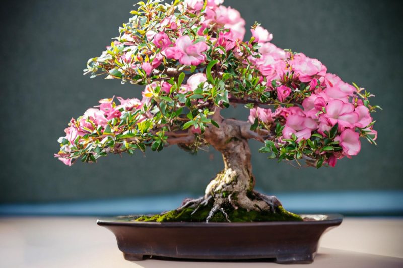 Top 8 bonsai înfloriți: cei mai frumoși miniaturi