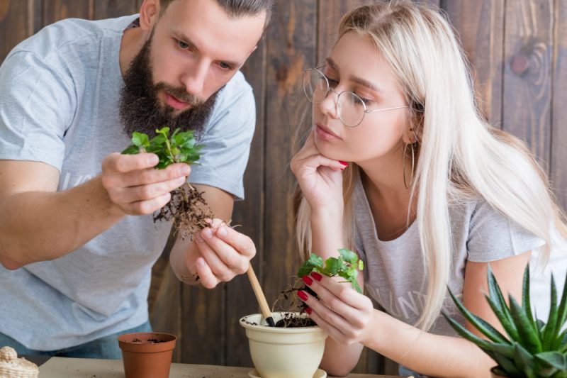 Plante companion: cum să le folosești corect