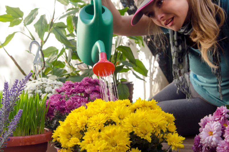 Cele mai bune plante pentru grădinile alpine